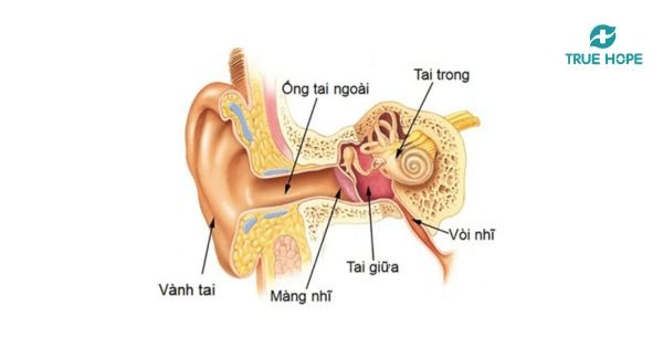 Bệnh lý về tai