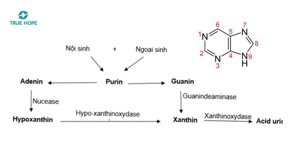 Hình ảnh phân tử purin bị rối loạn chuyển hóa