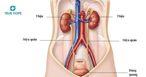 Điều trị viêm bàng quang