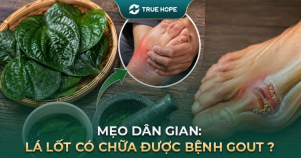 Lá lốt có chữa được bệnh Gout