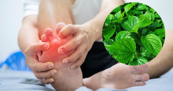 Lá lốt được truyền miệng có thể chữa bệnh Gout trong dân gian