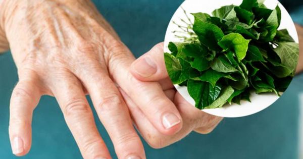 Lá lốt được xem là giải pháp tự nhiên chữa được bệnh gout