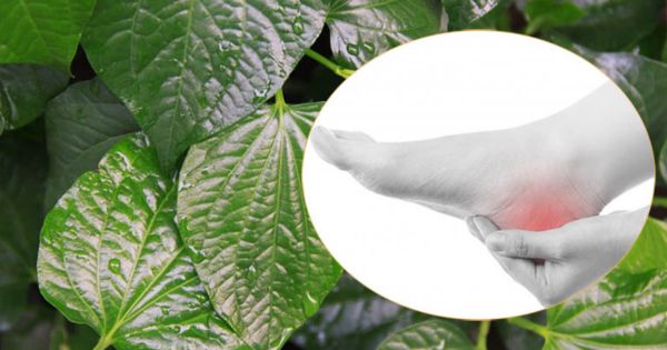 Khoa học chưa chứng minh lá lốt chữa được tận gốc bệnh Gout