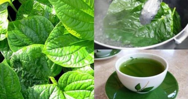 Uống nước lá lốt không thay thế thuốc điều trị acid uric trong bệnh Gout
