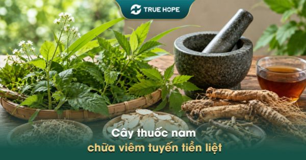 Cây thuốc nam thường được dùng chữa viêm tuyến tiền liệt