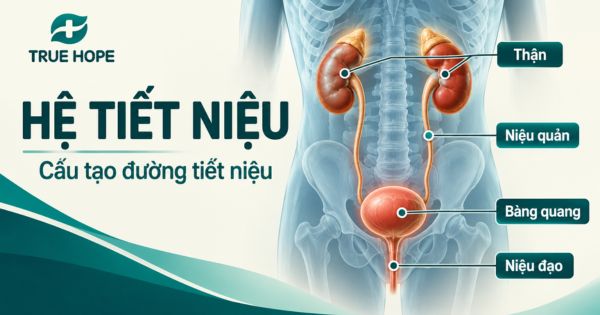 Hình ảnh mô phỏng đường tiết niệu