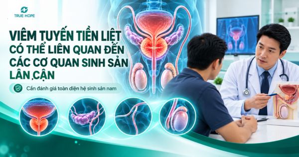 Viêm tuyến tiền liệt có thể liên quan đến các cơ quan sinh sản lân cận